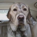 hund i bilen - Nu lugter bilen af hund !